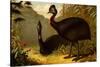 Cassowaries-F.W. Kuhnert-Stretched Canvas