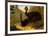 Cassowaries-F.W. Kuhnert-Framed Premium Giclee Print