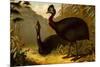 Cassowaries-F.W. Kuhnert-Mounted Premium Giclee Print