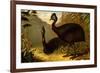 Cassowaries-F.W. Kuhnert-Framed Art Print