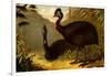 Cassowaries-F.W. Kuhnert-Framed Art Print