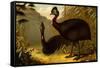 Cassowaries-F.W. Kuhnert-Framed Stretched Canvas