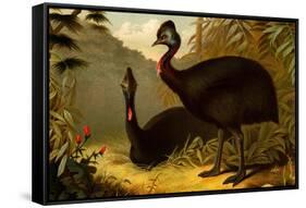 Cassowaries-F.W. Kuhnert-Framed Stretched Canvas