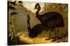 Cassowaries-F.W. Kuhnert-Stretched Canvas