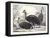 Cassowaries-null-Framed Stretched Canvas