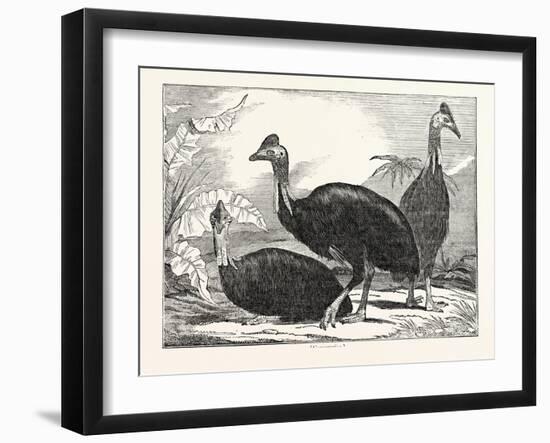 Cassowaries-null-Framed Giclee Print