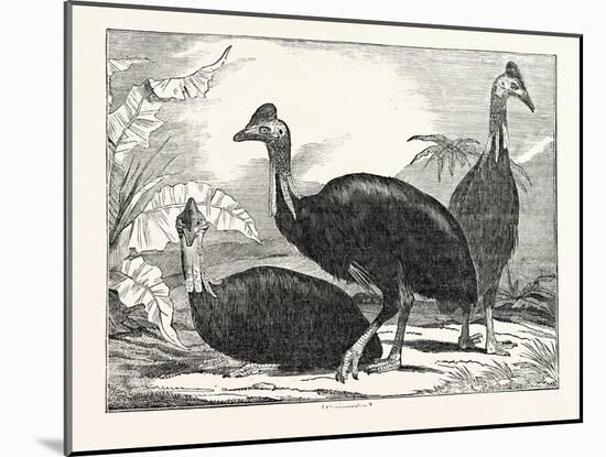 Cassowaries-null-Mounted Giclee Print