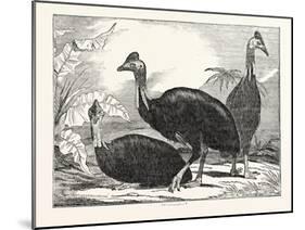 Cassowaries-null-Mounted Giclee Print