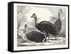 Cassowaries-null-Framed Stretched Canvas