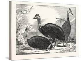 Cassowaries-null-Stretched Canvas