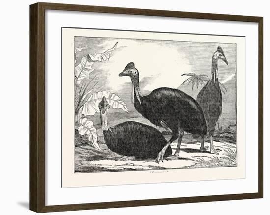 Cassowaries-null-Framed Giclee Print