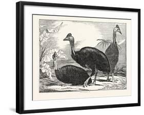 Cassowaries-null-Framed Giclee Print