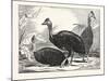 Cassowaries-null-Mounted Giclee Print