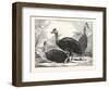 Cassowaries-null-Framed Giclee Print