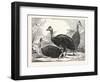 Cassowaries-null-Framed Giclee Print