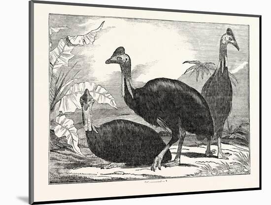 Cassowaries-null-Mounted Giclee Print