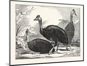 Cassowaries-null-Mounted Giclee Print