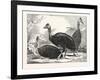 Cassowaries-null-Framed Giclee Print