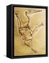 Cast of a Short-Tailed Pterosaur-Naturfoto Honal-Framed Stretched Canvas