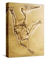 Cast of a Short-Tailed Pterosaur-Naturfoto Honal-Stretched Canvas