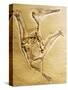 Cast of a Short-Tailed Pterosaur-Naturfoto Honal-Stretched Canvas