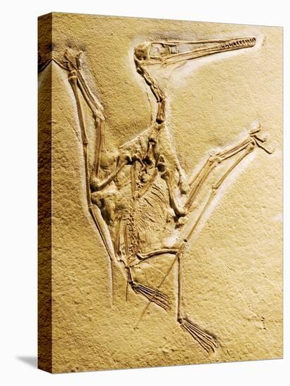 Cast of a Short-Tailed Pterosaur-Naturfoto Honal-Stretched Canvas