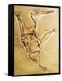 Cast of a Short-Tailed Pterosaur-Naturfoto Honal-Framed Stretched Canvas