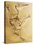 Cast of a Short-Tailed Pterosaur-Naturfoto Honal-Stretched Canvas