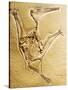 Cast of a Short-Tailed Pterosaur-Naturfoto Honal-Stretched Canvas