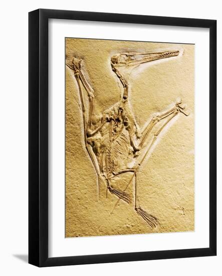 Cast of a Short-Tailed Pterosaur-Naturfoto Honal-Framed Photographic Print