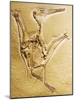 Cast of a Short-Tailed Pterosaur-Naturfoto Honal-Mounted Photographic Print