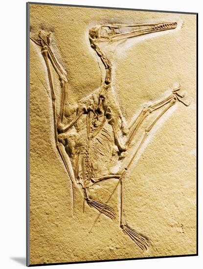 Cast of a Short-Tailed Pterosaur-Naturfoto Honal-Mounted Photographic Print