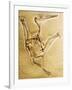 Cast of a Short-Tailed Pterosaur-Naturfoto Honal-Framed Photographic Print