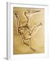 Cast of a Short-Tailed Pterosaur-Naturfoto Honal-Framed Photographic Print