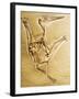 Cast of a Short-Tailed Pterosaur-Naturfoto Honal-Framed Photographic Print