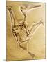 Cast of a Short-Tailed Pterosaur-Naturfoto Honal-Mounted Photographic Print