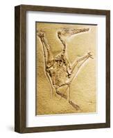 Cast of a Short-Tailed Pterosaur-Naturfoto Honal-Framed Photographic Print