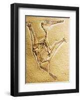 Cast of a Short-Tailed Pterosaur-Naturfoto Honal-Framed Photographic Print