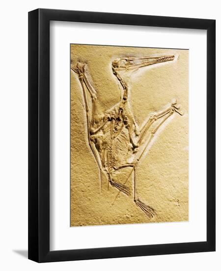 Cast of a Short-Tailed Pterosaur-Naturfoto Honal-Framed Photographic Print