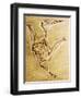 Cast of a Short-Tailed Pterosaur-Naturfoto Honal-Framed Photographic Print