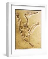 Cast of a Short-Tailed Pterosaur-Naturfoto Honal-Framed Photographic Print