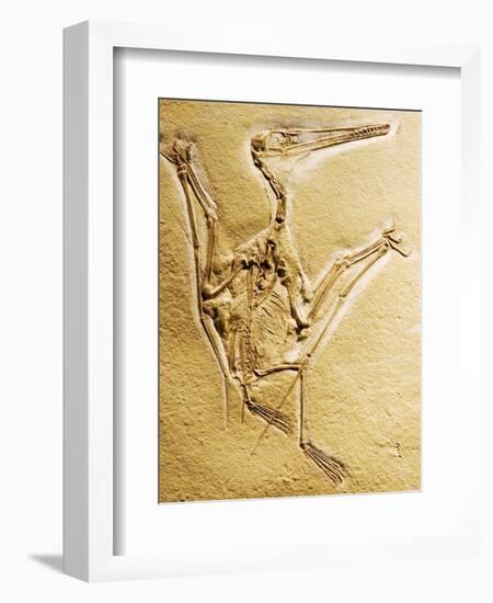 Cast of a Short-Tailed Pterosaur-Naturfoto Honal-Framed Photographic Print