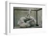 Cast of Dog, Pompeii, Campania, Italy-Walter Rawlings-Framed Photographic Print