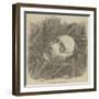 Cast of Shakespeare's Face-null-Framed Giclee Print