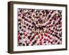 Castell human tower in front of the City Hall during the Festa Major Festival-Karol Kozlowski-Framed Photographic Print