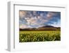 Castelluccio Di Norcia, Sibillini National Park, Umbria, Italy-ClickAlps-Framed Photographic Print