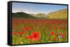 Castelluccio, Norcia, Perugia province, Umbria, Italy-ClickAlps-Framed Stretched Canvas