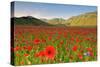 Castelluccio, Norcia, Perugia province, Umbria, Italy-ClickAlps-Stretched Canvas