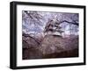 Castle and Cherry Blossoms-null-Framed Photographic Print