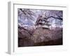 Castle and Cherry Blossoms-null-Framed Photographic Print